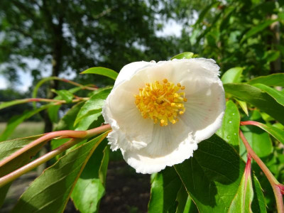 Stewartia rostrata Juni 2019.JPG
