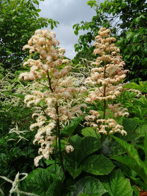 Rodgersia aesculifolia Juni 2019.JPG
