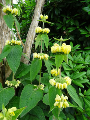 Phlomis russeliana Juni 2019.JPG