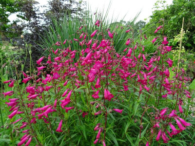 Penstemon Andenken an Friedrich  Hahn aka Garnet Juni 2019.JPG