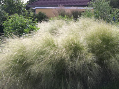 Stipa tenuissima.jpg