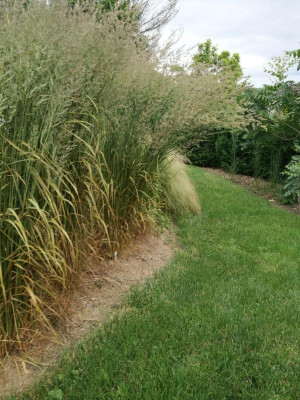 Calamagrostis.jpg