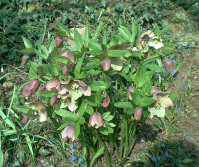 Helleborus_rotlichgrun.jpg