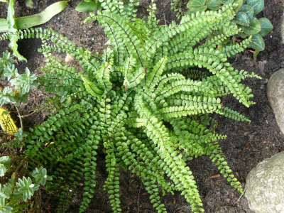 Asplenium trichomanes braunstiliger Streifenfarn.jpg