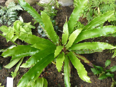 Phyllitis scolopendrium Hirschzungenfarn.jpg