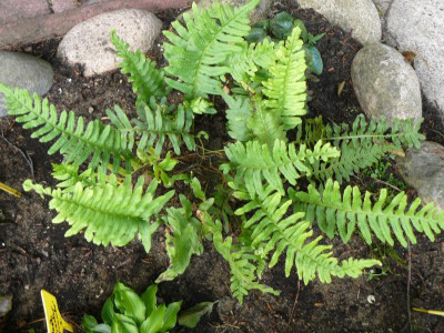 Polypodium vulgare Gemeiner Tüpfelfarn.jpg