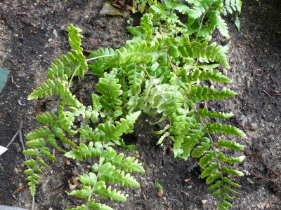 Dryopteris championii gen. - Champions Waldfarn.jpg