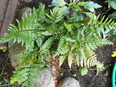 Dryopteris erythrosora var. prolifica - Rotschleierfarn.jpg