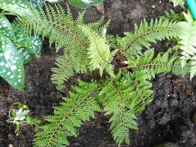 Polystichum setiferum Herrenhausen.jpg