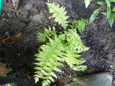 Matteuccia struthiopteris - Straußenfarn.jpg
