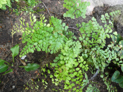 Adiantum venustum - Himalaja-Venushaar-Farn.jpg