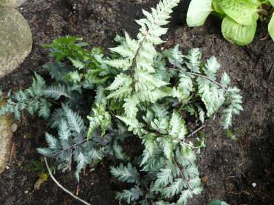 Athyrium nipponicum....jpg