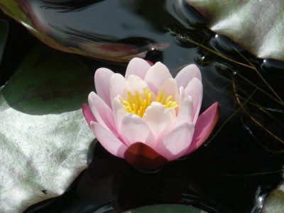 Seerose.jpg