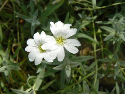 Stauden 919.jpg