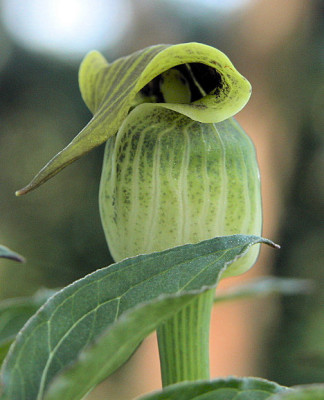 A.flavum_abbr._u.jpg