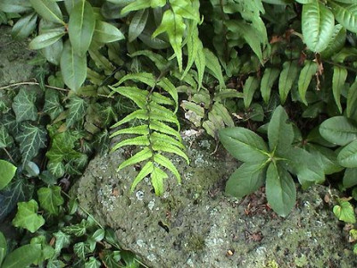 Farnvielfalt_6.jpg