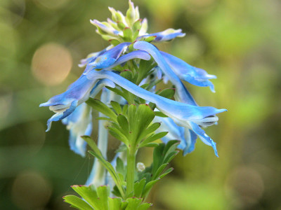 Corydalis_flexuosa_u.jpg