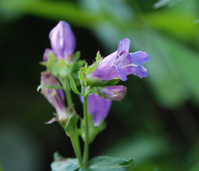 penstemon_who.jpg