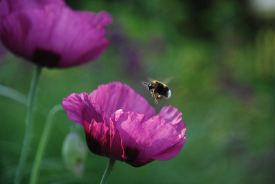 hummel_best_0607.jpg