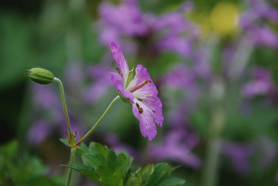 geranium_koreanum_1.jpg