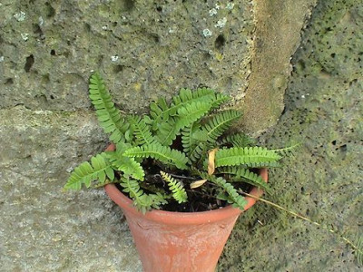 Farnvielfalt_7.jpg