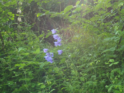 eine Glockenblume! P6150002.JPG