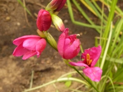 Ixien  Miniaturgladiole.jpg