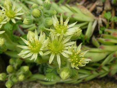 Sempervivum Hauswurz.jpg