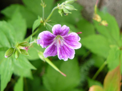 Geranium nodosum Clos du Coudray.jpg