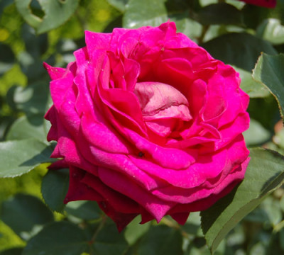 Big_Purple_x_Flamingo_8216_88.jpg