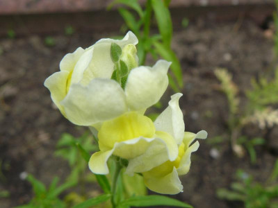 Antirrhinum majus Löwenmaul.jpg