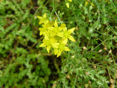 Scharfe Garten-Mauerpfeffer Sedum acre.jpg