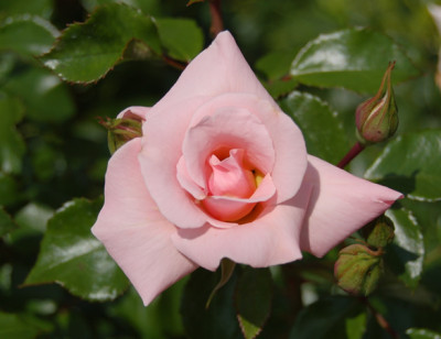 Sommerspiel_8225_95.jpg