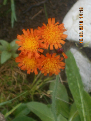 DSCN8236.jpg