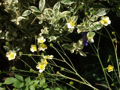 DSCF6545.JPG