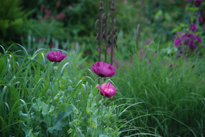 zufallskombi_mohn.jpg