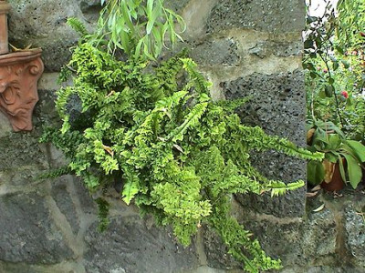 Farnvielfalt_8.jpg