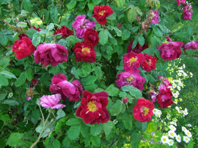 17.06.2019 09-17-12_12047.jpg