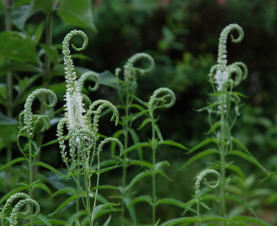 Veronica_Schneeriesin_Schnecke.jpg