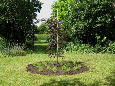 Betula Royal Frost Molinia P Petersen.JPG
