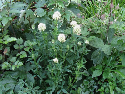 Trifolium ochroleucum ganz.JPG