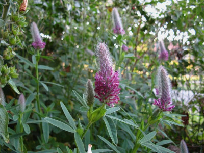 Trifolium rubens.JPG