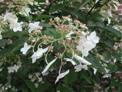 Hydrangea heteromalla Snowcap Blüte.JPG