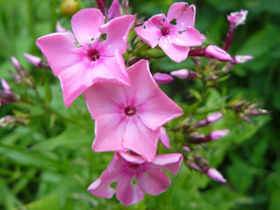 Phlox.jpg