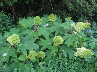 Hydrangea quercifolia Harmony ganz.JPG