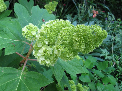 Hydrangea quercifolia Harmony Blüte.JPG