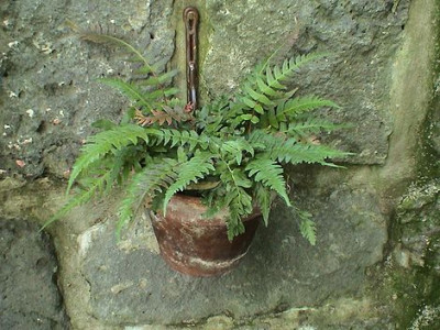 Farnvielfalt_9.jpg