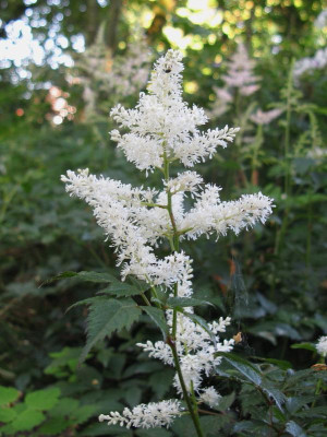 Astilbe Washington.JPG