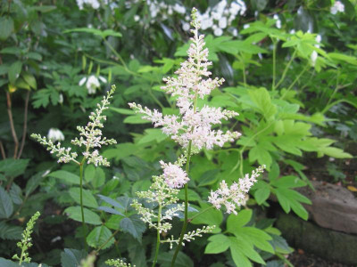 Astilbe Peach Blossom.JPG