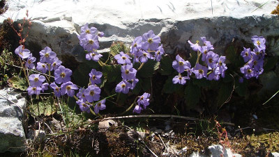 Ramonda serbica 19Gr.jpg